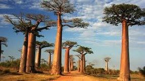BAOBAB Natalia Escabias