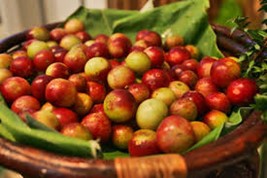 CAMU-CAMU