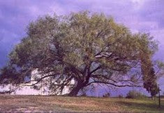 EL MESQUITE