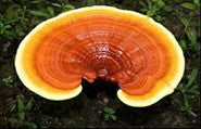 EL-REISHI Natalia Escabias