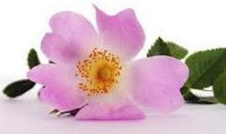 ROSA-MOSQUETA Natalia Escabias