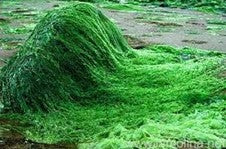 SPIRULINA Natalia Escabias