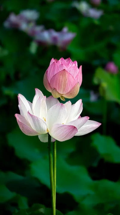 Continuamos-Sumando Natalia Escabias