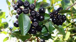 Para-que-son-las-Bayas-Maqui Natalia Escabias